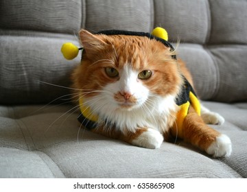 Cat In Costume Bee On A Gray Sofa