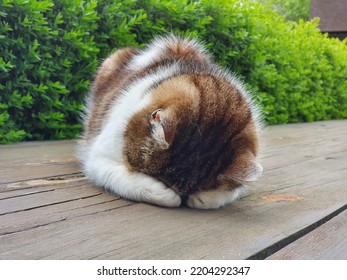 Cat Covering The Eyes On The Terrace