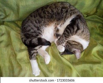 Cat Covering Eyes When Sleeping