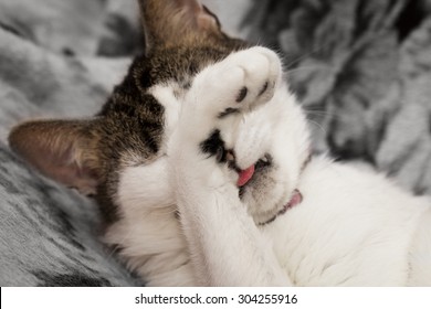 A Cat Covering His Eyes With A Paw Not Wanting To See Anything