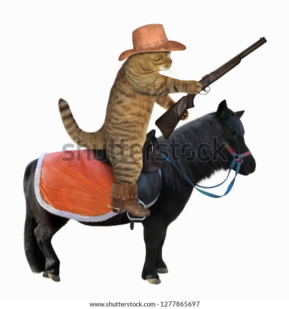 cat cowboy boots