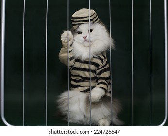 2,203 Cat Behind Bars Images, Stock Photos & Vectors | Shutterstock