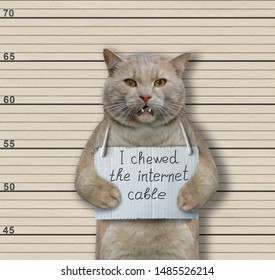 The Cat Criminal Has The Sign Around His Neck That Says 