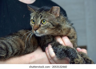 a cat with a cropped ear after sterilization in a shelter