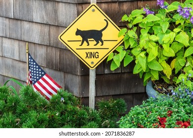 Cat Crossing Sign In The United States Of America.