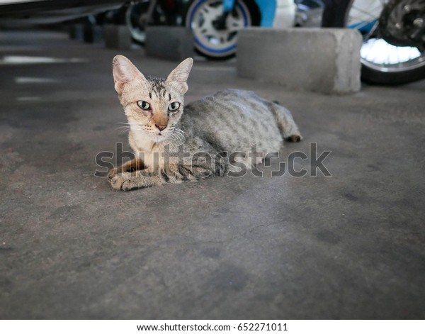 Cat Crouching Under A Car\
in Garage