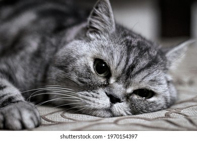 The Cat Is Crying, The Sad Gray Cat 