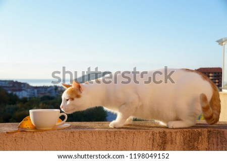 Cat and a cup of coffee on an autumn leaf on the balcony overlooking the sea.
