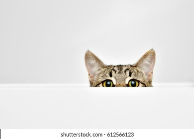 Cat curiously peeking out from behind the white background
