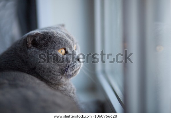 Cat Cute British Shorthair Breed Blue Stock Photo Edit Now