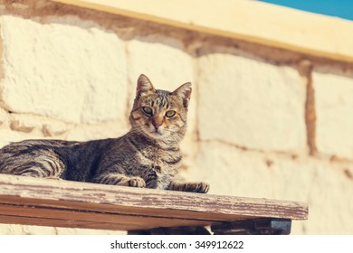 Cat In Cyprus