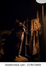Cat in the dark!