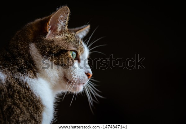 Photo De Stock Chat Noir Avec Une Douce Pellicule Shutterstock