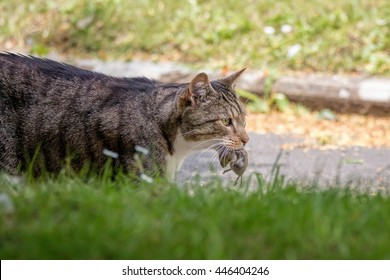 Cat with dead mouse in mouth, Hunting Animal