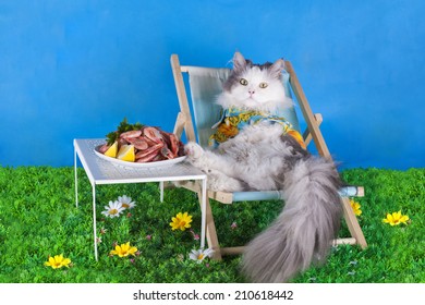 Cat In A Deckchair Eating Shrimp