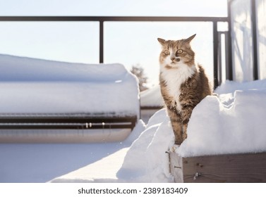 Cat in deep snow in balcony or patio  on a sunny winter day. Front view of cute fluffy cat sitting with ears back with funny face expression. Female calico cat exploring snow. Selective focus.