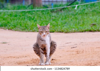 Why Is My Cat Pooping On The Floor - FLOOR