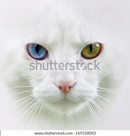 Cat with different colored eyes, unusual.