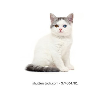 cat with different eyes - Shutterstock ID 374364781