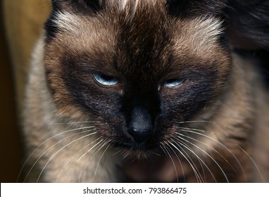 cat with a disgruntled face