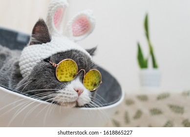 
Cat Disguised As A Rabbit, So Cute