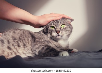 2,050 Raging cat Images, Stock Photos & Vectors | Shutterstock