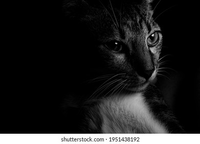 cat with a distant look. Light and shadow. Animal wanting to escape. love for cats. cat catalog. wild cats. cats models.