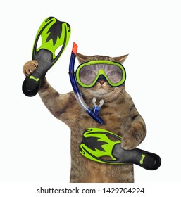 cat-diver-mask-snorkel-swimming-260nw-1429704224.jpg