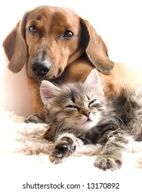 Cat And Dog