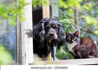 Cat And Dog