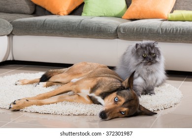 Cat And Dog