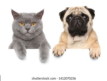 Cat And Dog Above Banner, Isolated On White Background 