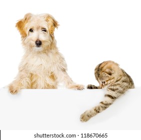 Cat And Dog Above White Banner Looking At Camera.  Isolated On White Background