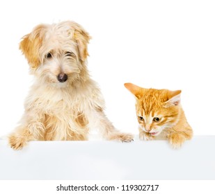 Cat And Dog Above White Banner. Looking Down. Isolated On White Background