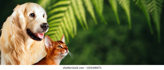 Cat and dog, abyssinian cat, golden retriever together on natural green background. Nice concept for represent healthy food or vitamins for pets.