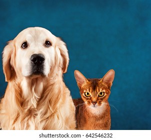 Cat And Dog, Abyssinian Kitten , Golden Retriever. Sad Anxious Expression