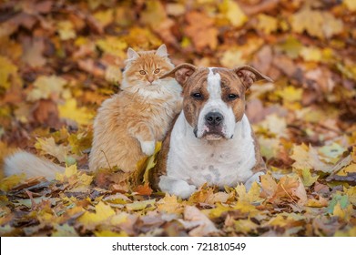 Cat And Dog In Autumn