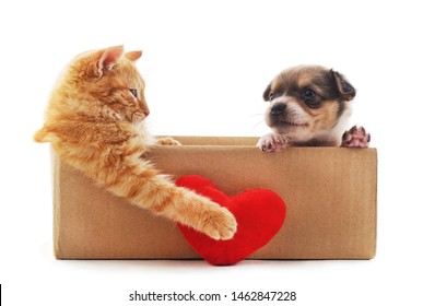Cat And Dog In The Box With A Toy Heart Isolated On A White Background.
