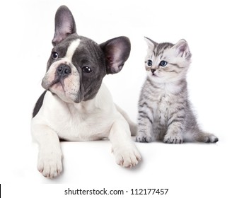  Cat And Dog, British Kitten And  French Bulldog Puppy