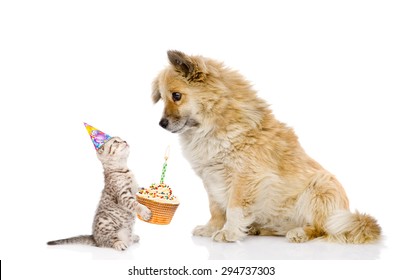 Cat And Dog Celebrate Birthday. Isolated On White Background