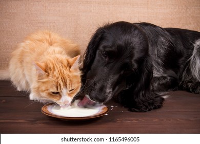 Cat And Dog Drink Milk Together