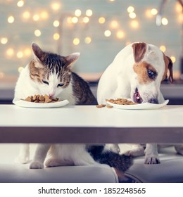Cat And Dog Eating Food. Happy Pets