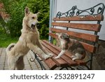 Cat and dog fighting each other, a cat on a bench and a dog attacks, a fight between a cat and a dog