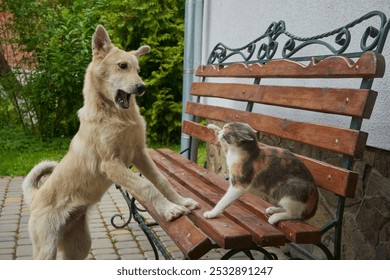 Cat and dog fighting each other, a cat on a bench and a dog attacks, a fight between a cat and a dog - Powered by Shutterstock