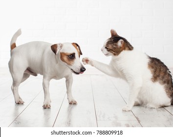 Cat And Dog Fighting. Pets At Home