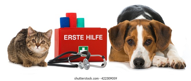 Cat And Dog With First Aid Kit