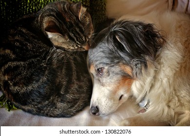 Cat And Dog Friends