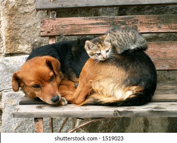 Cat And Dog, Friends