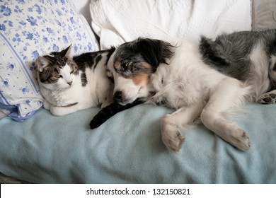 Cat And Dog Friends Nap Together On A Bed