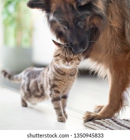 Cat And Dog Friends Together Indoors. Friendship Between Pets.